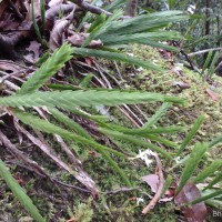 Podochilus sp.